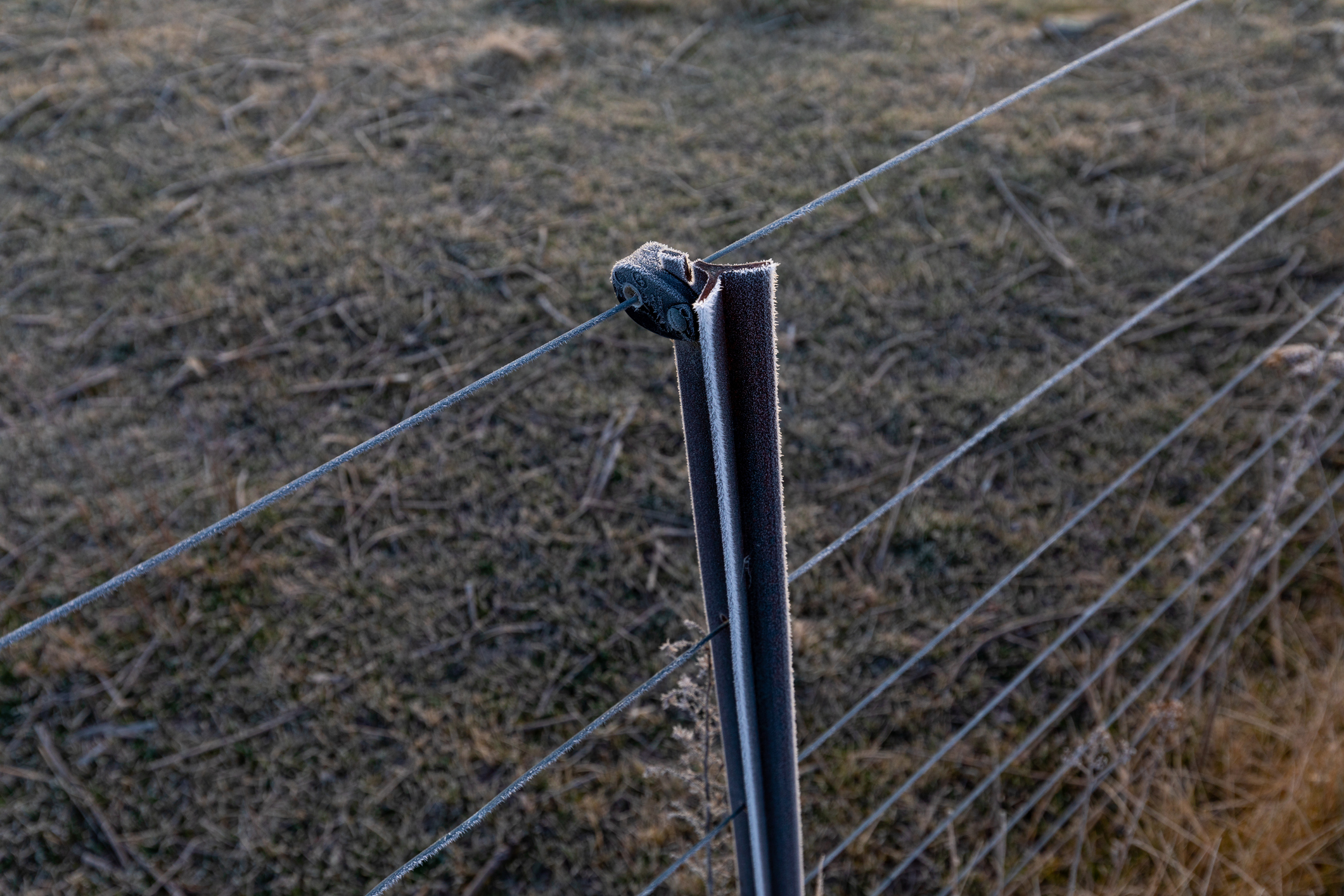 Electric Fence Posts