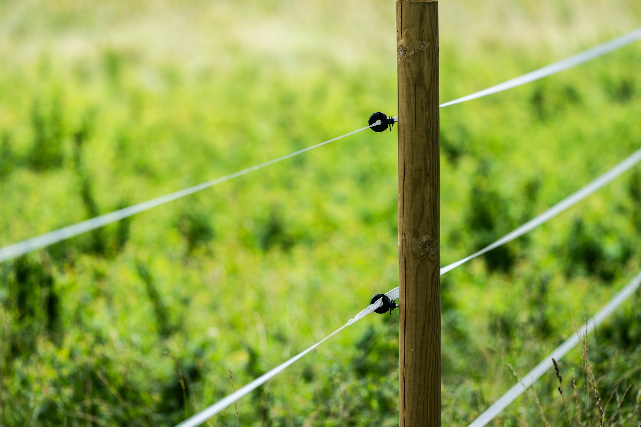 Electric Fence Wires