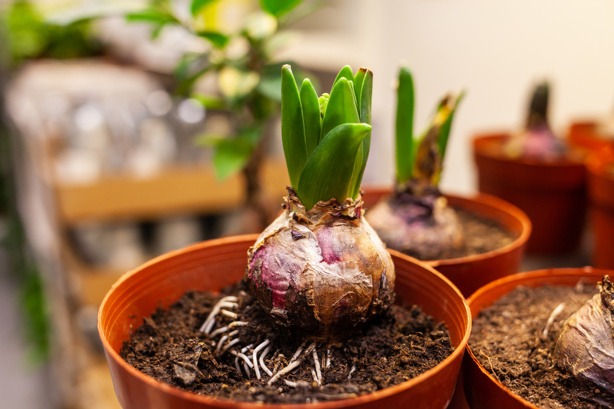 Flower Seeds & Bulbs