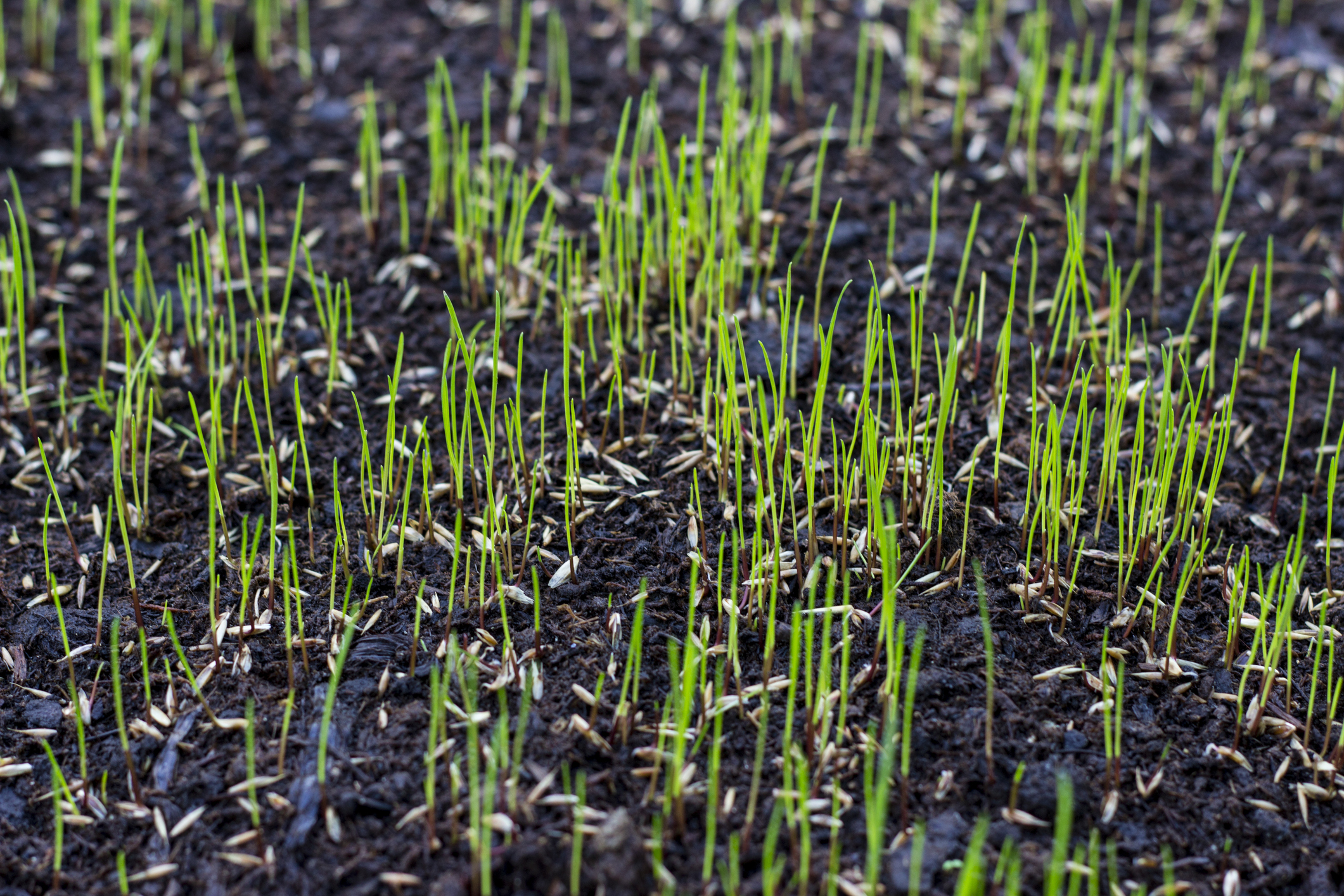 Grass Seed