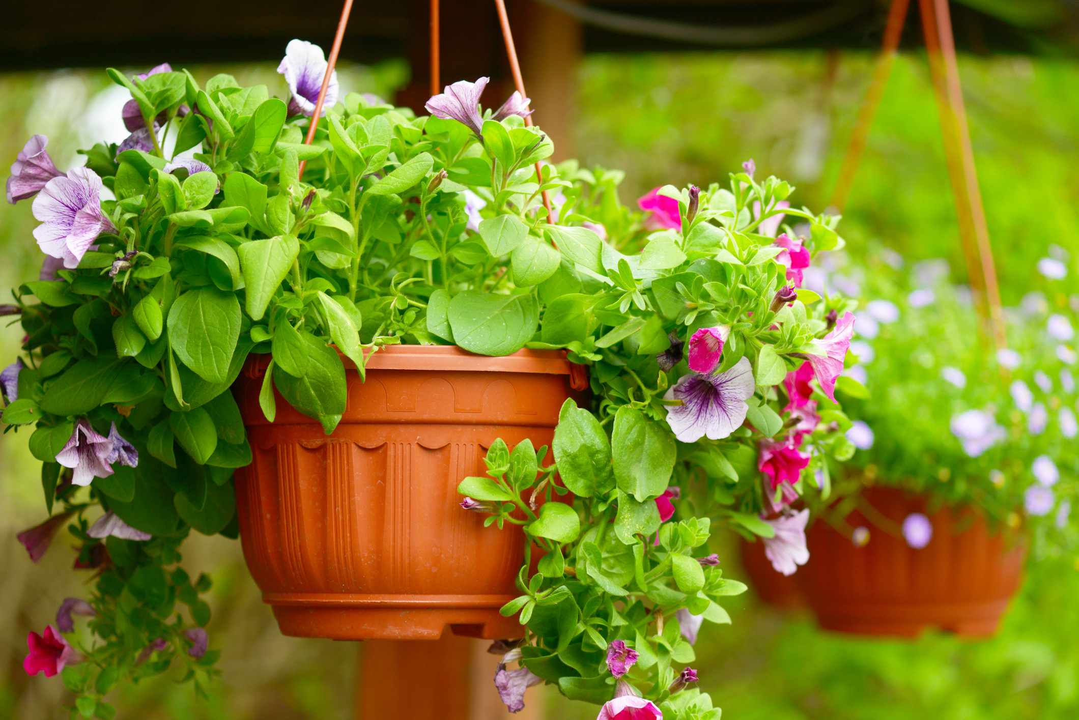 Planters, Pots & Hangers