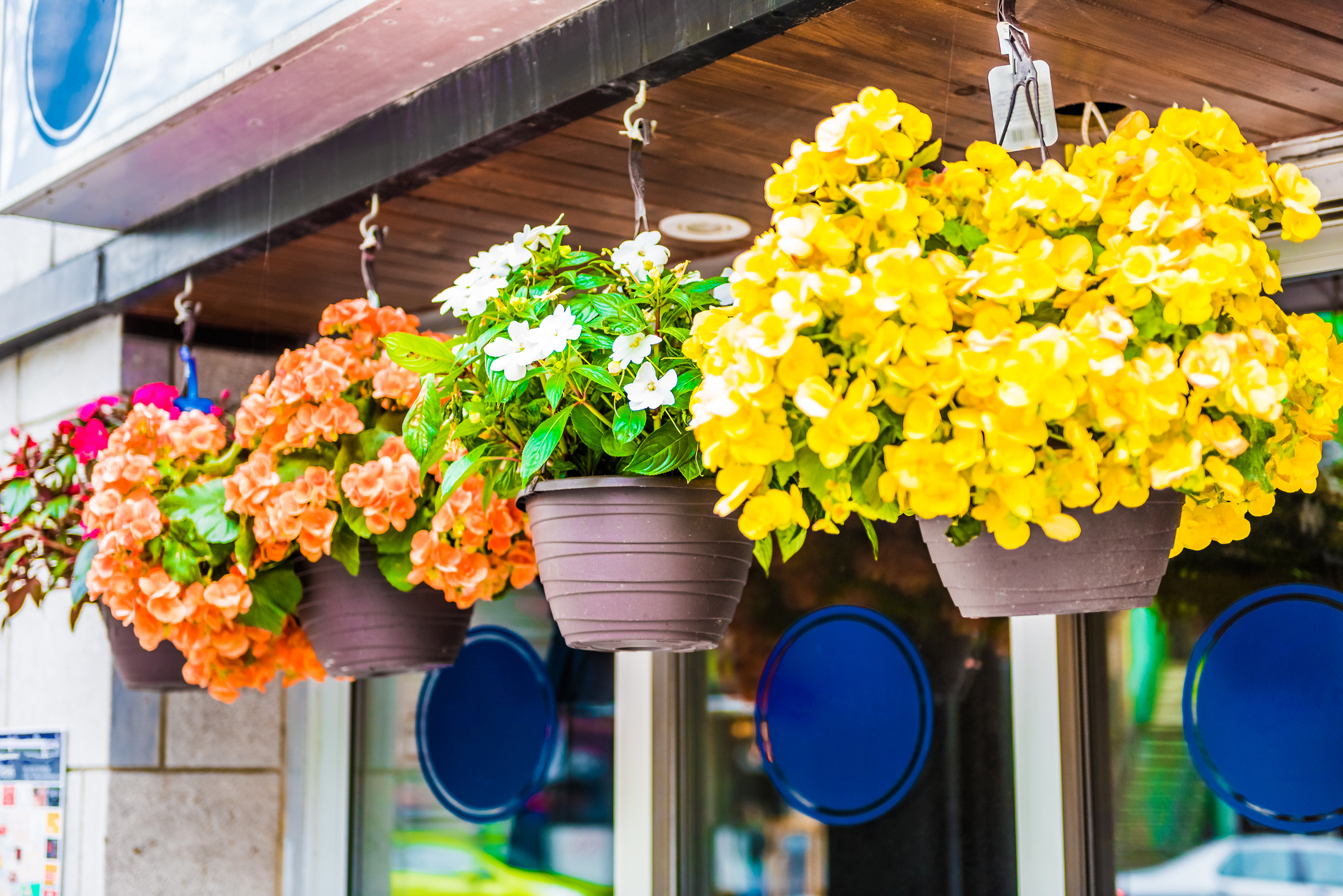 Hanging Baskets