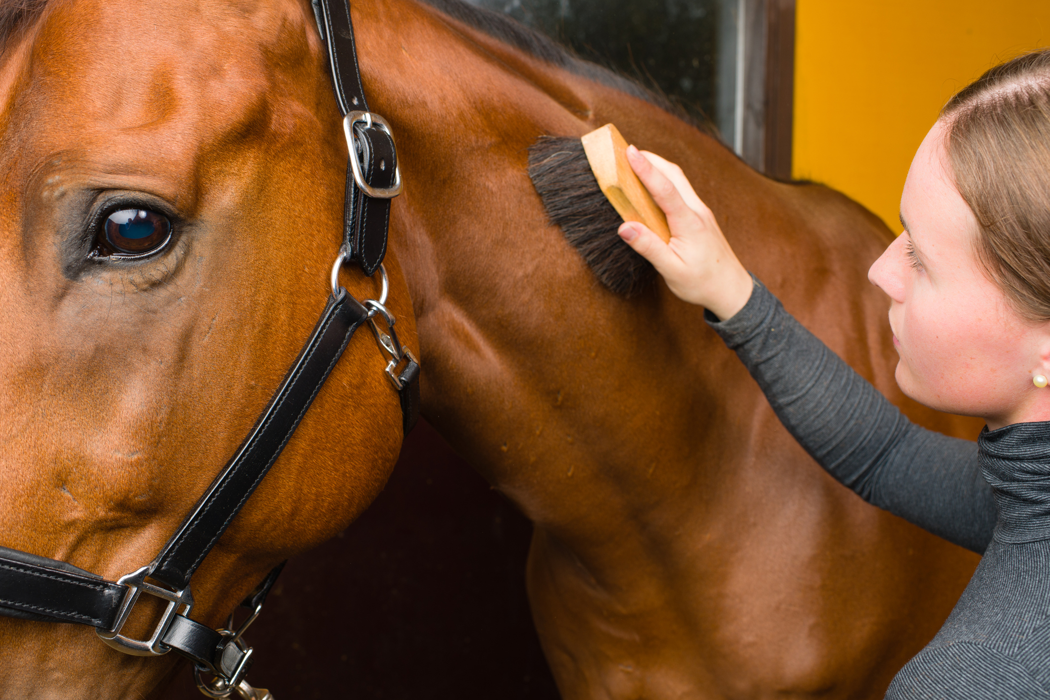 Equine Healthcare