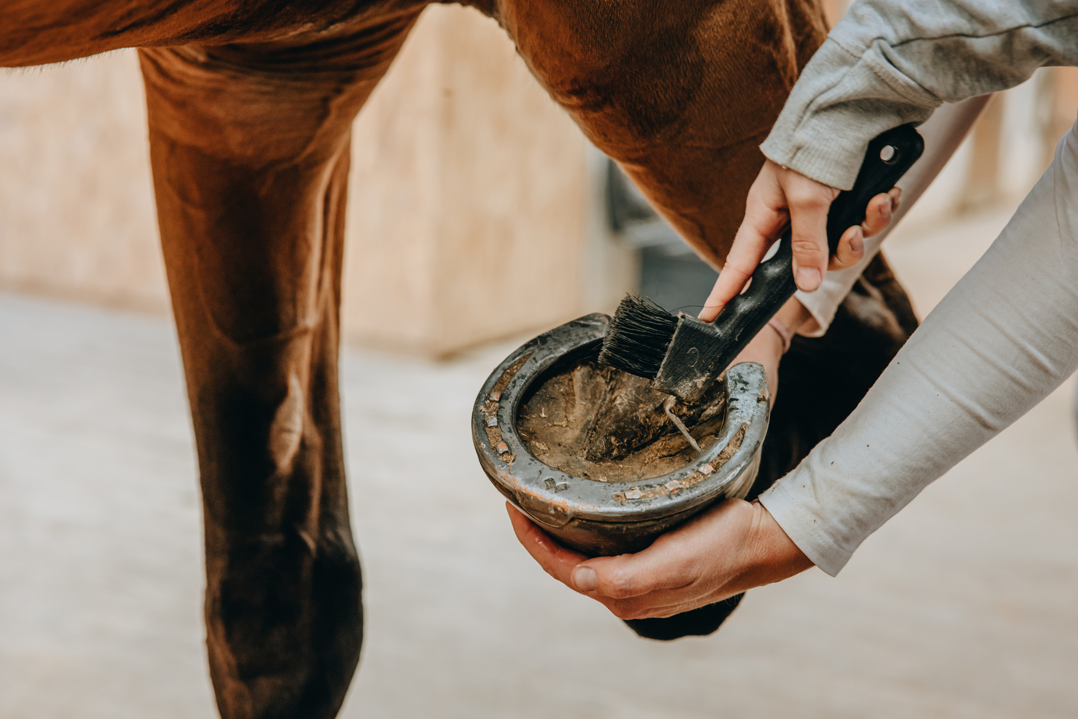 Equine Hoof & Leg Care