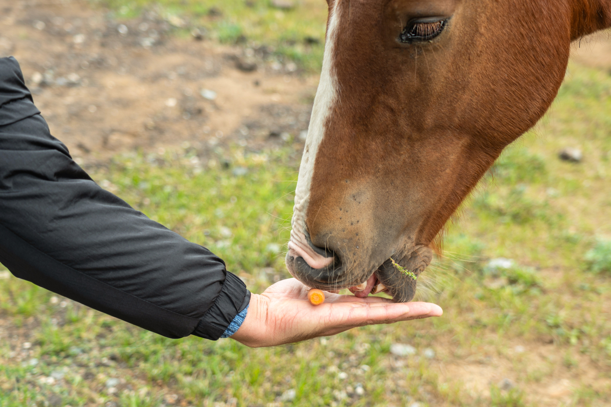 Horse Supplements