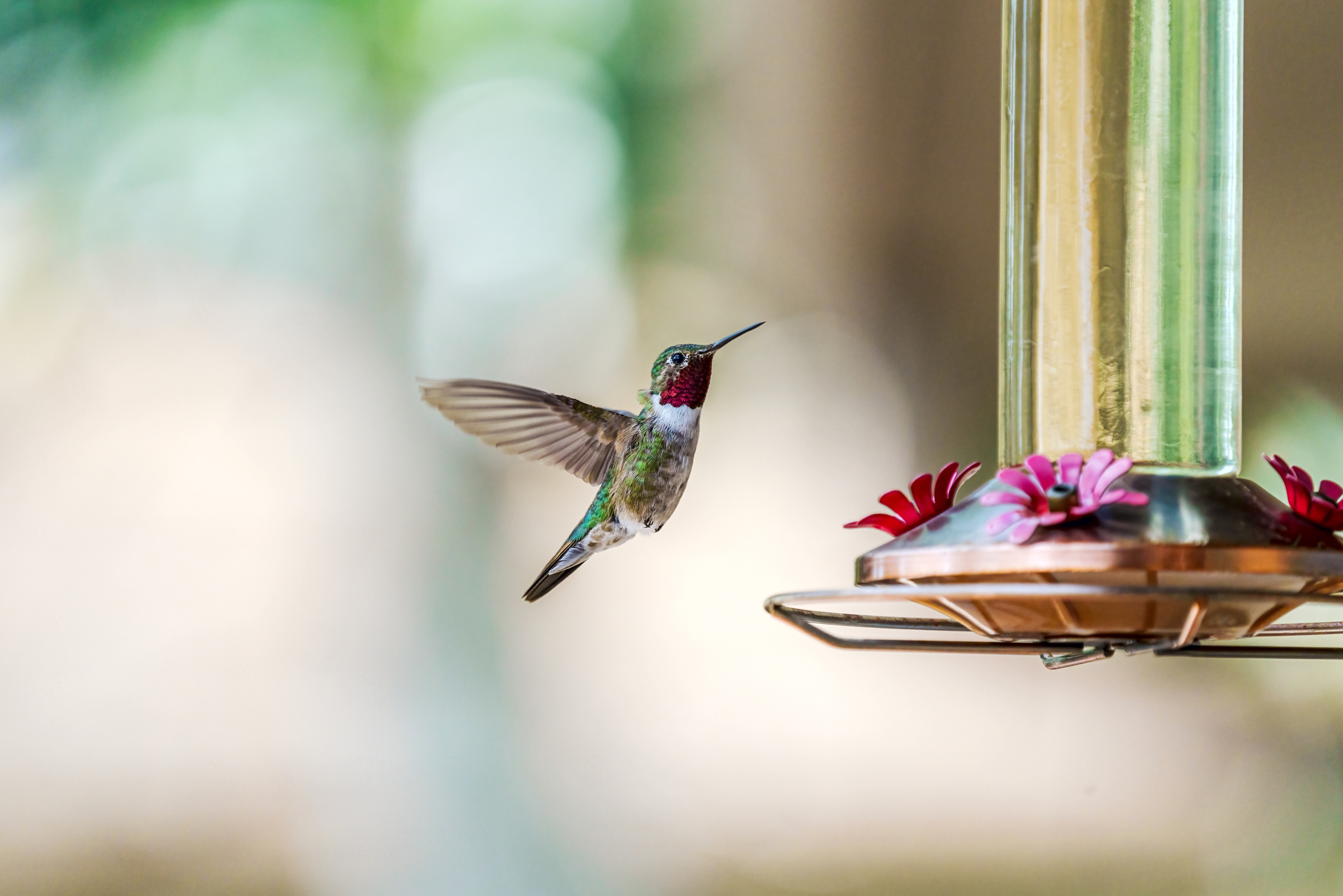 Hummingbird Supplies