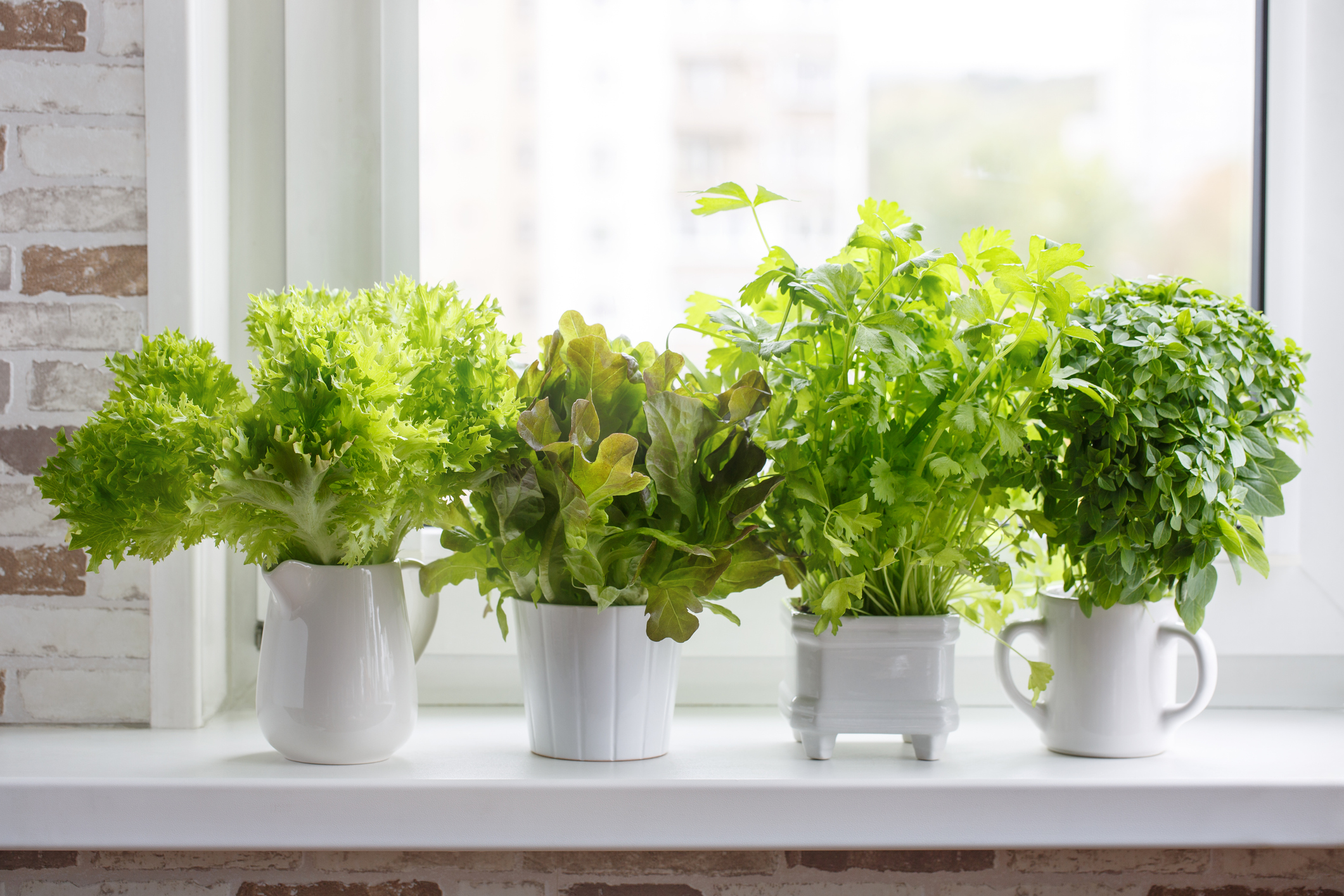Indoor Gardening Kits