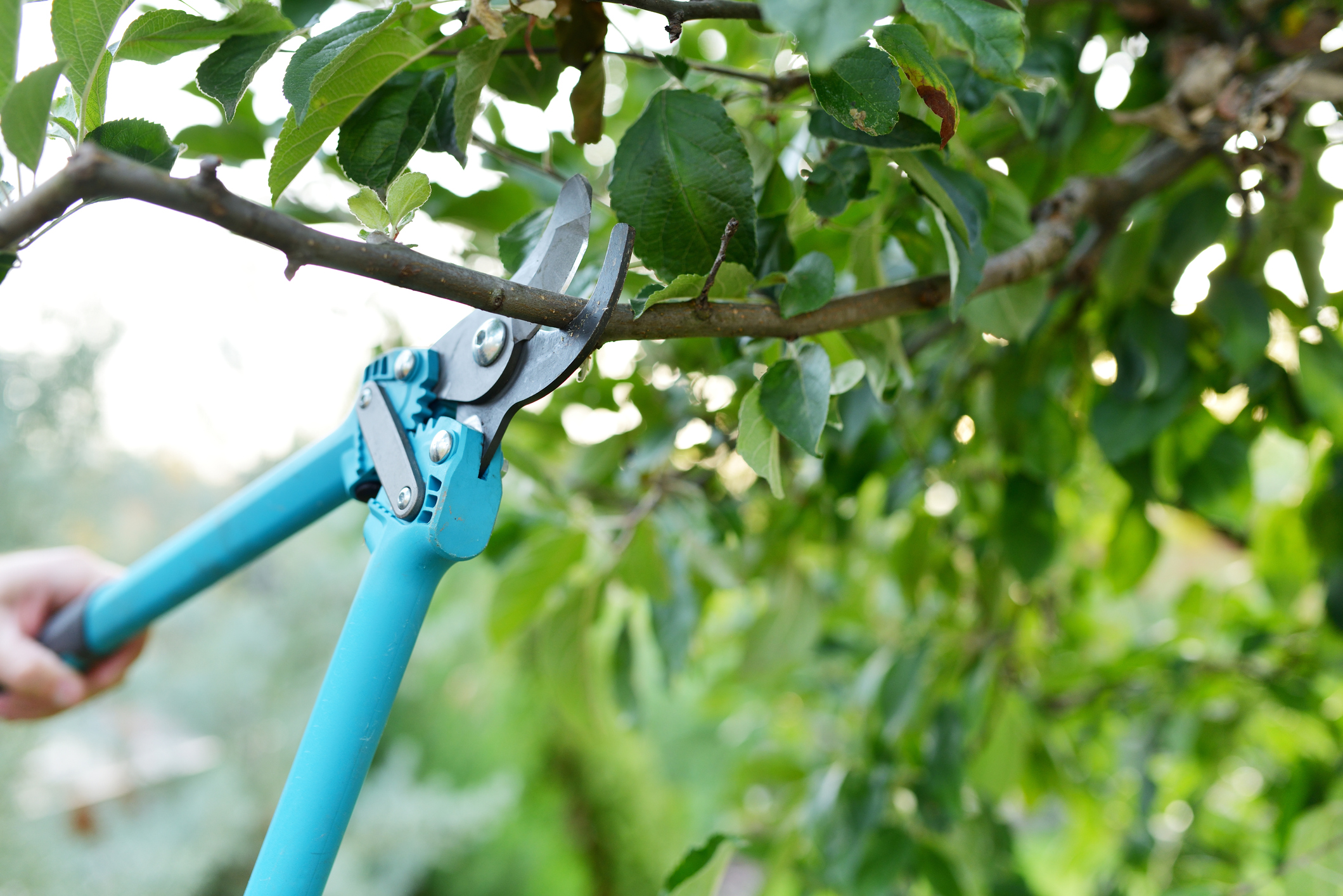 Pruning & Trimming
