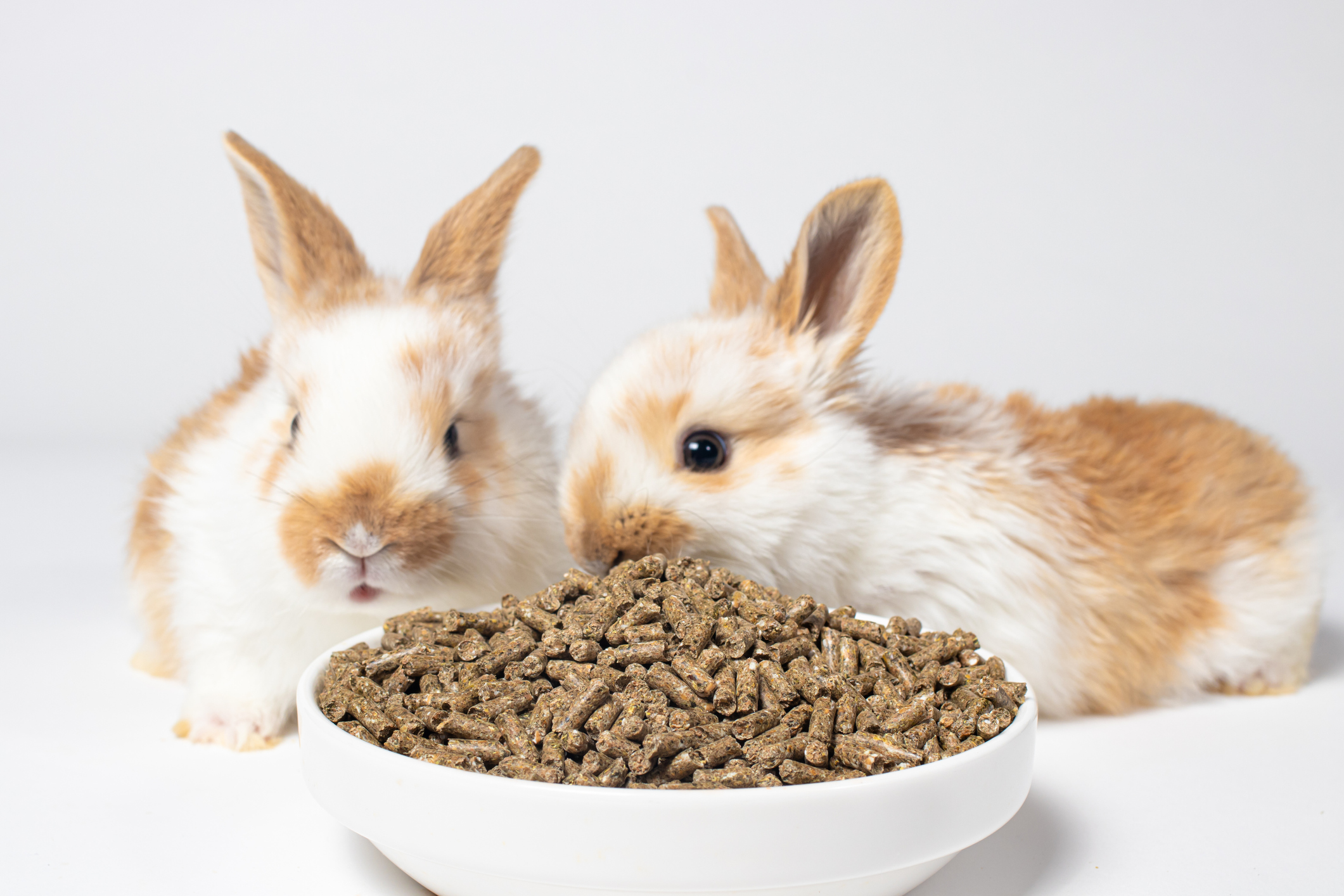 Small Pet Food