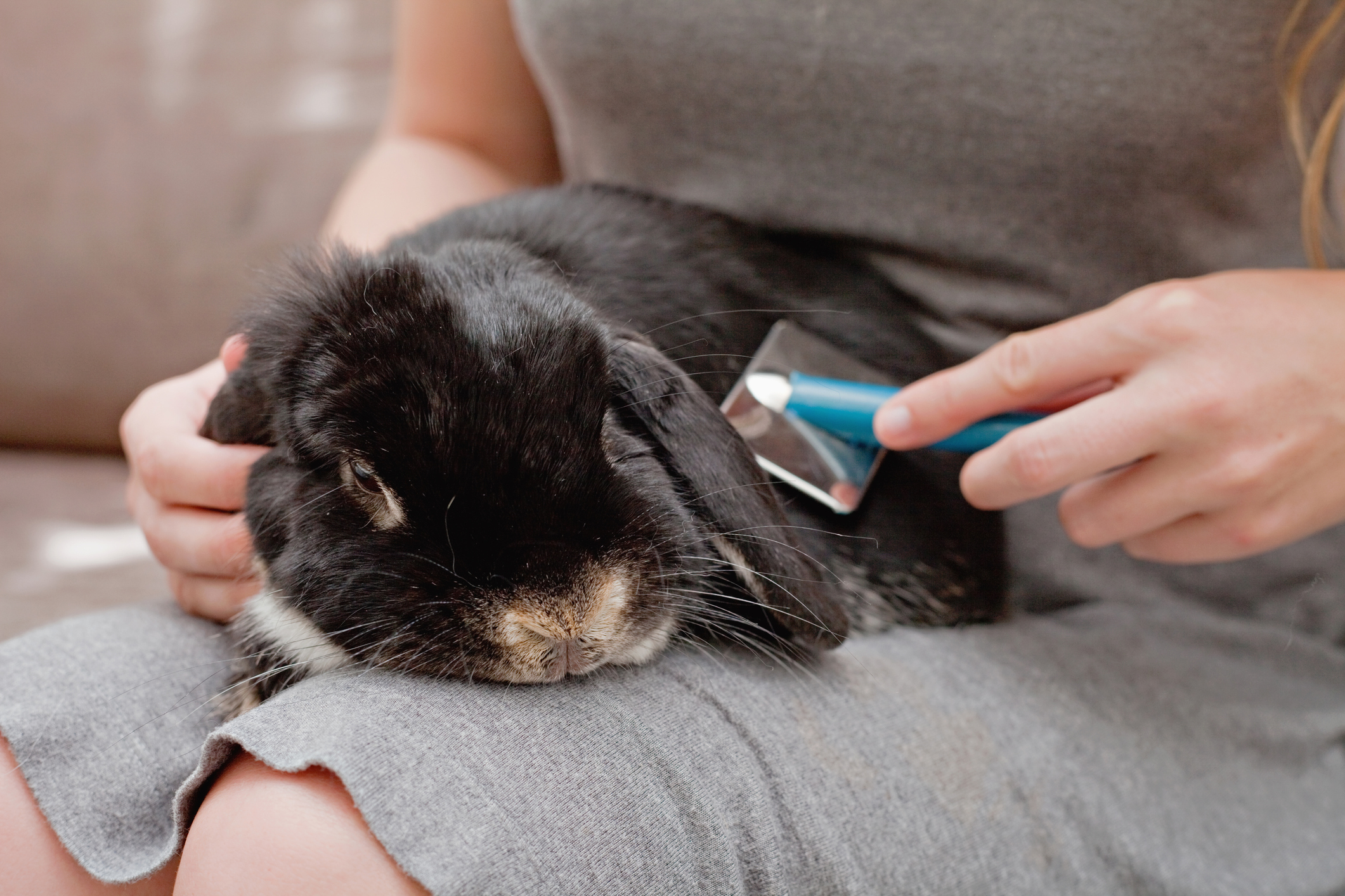 Small Pet Grooming & Health