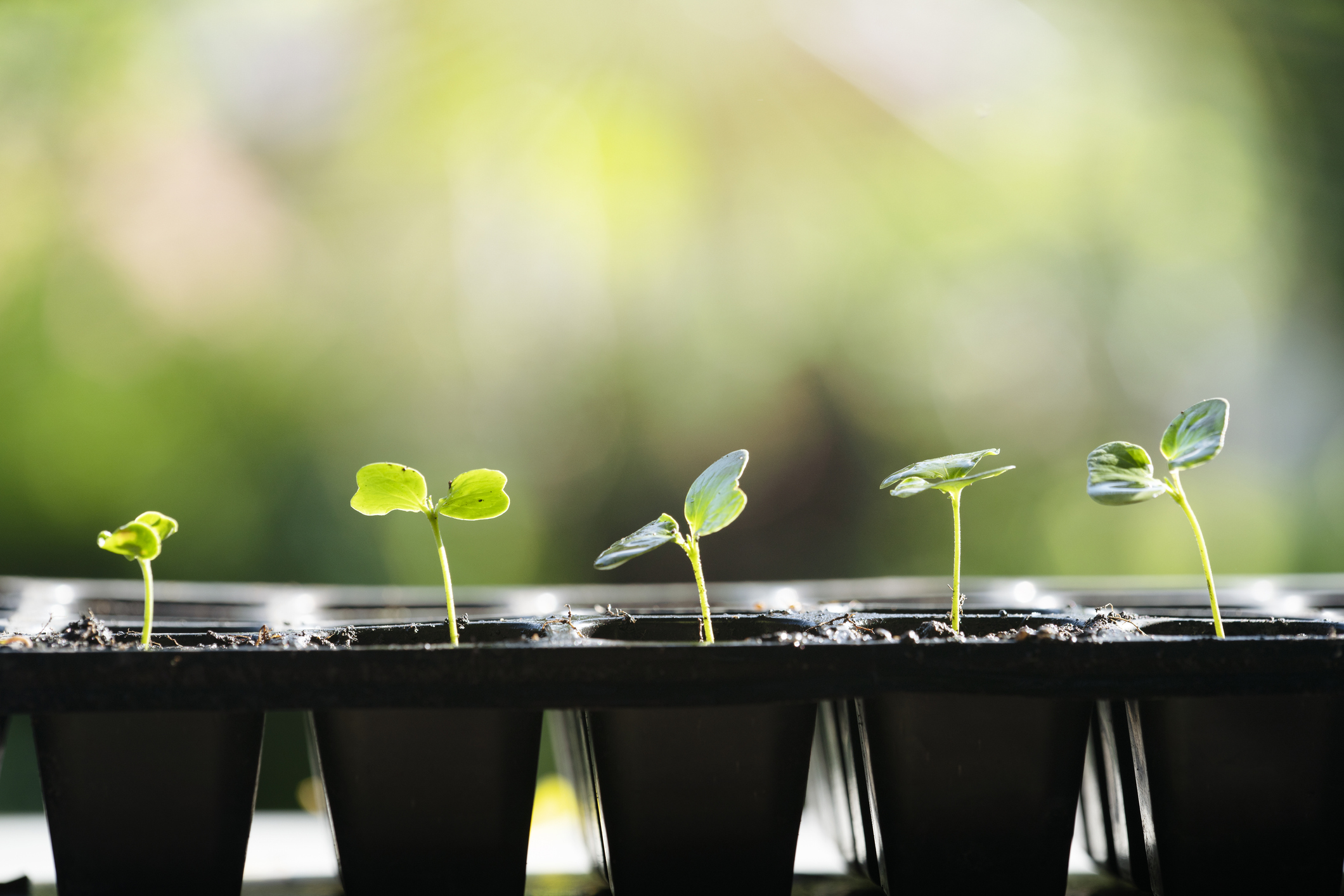 Seed Starting