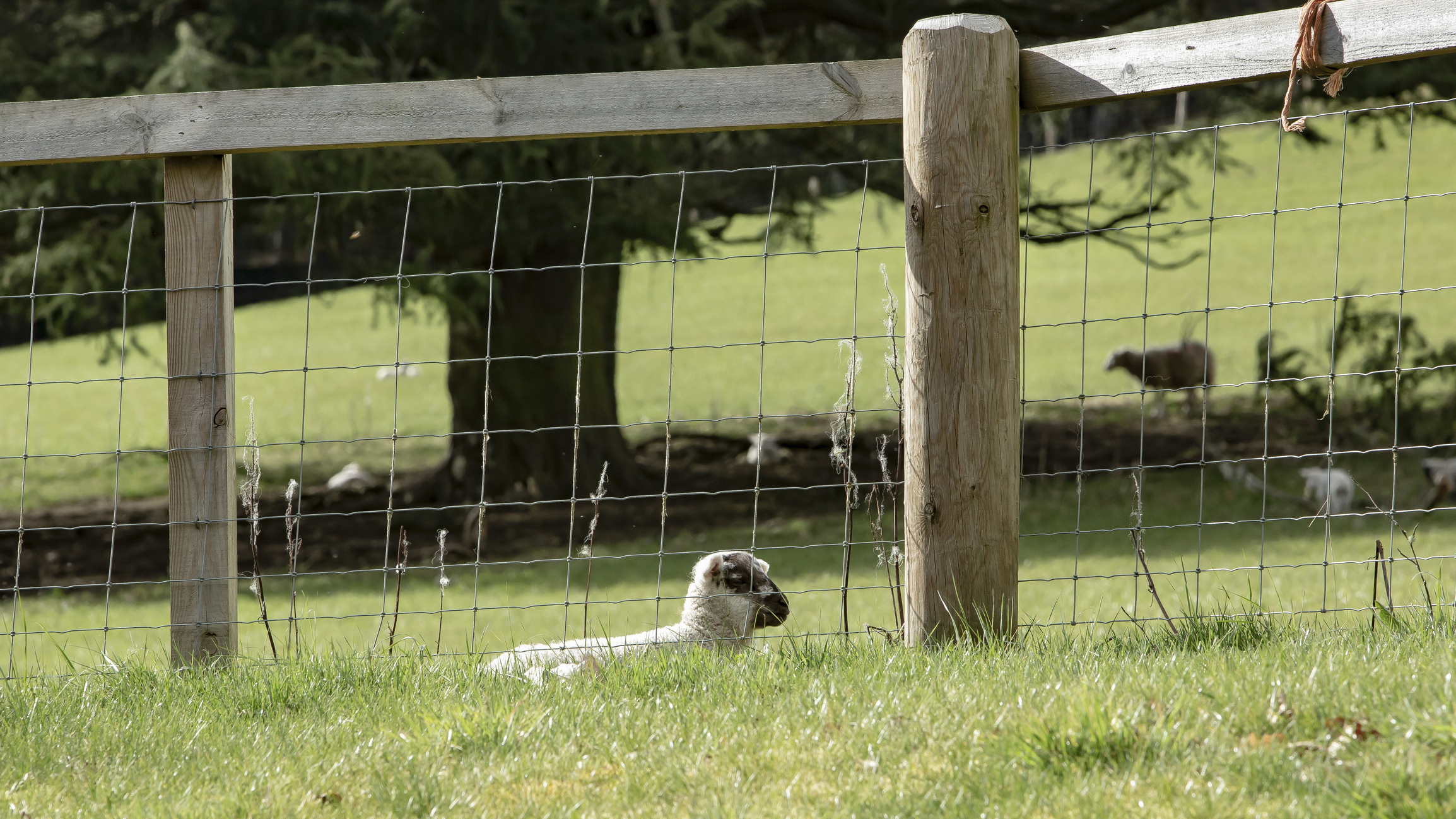 Poultry & Livestock Fencing