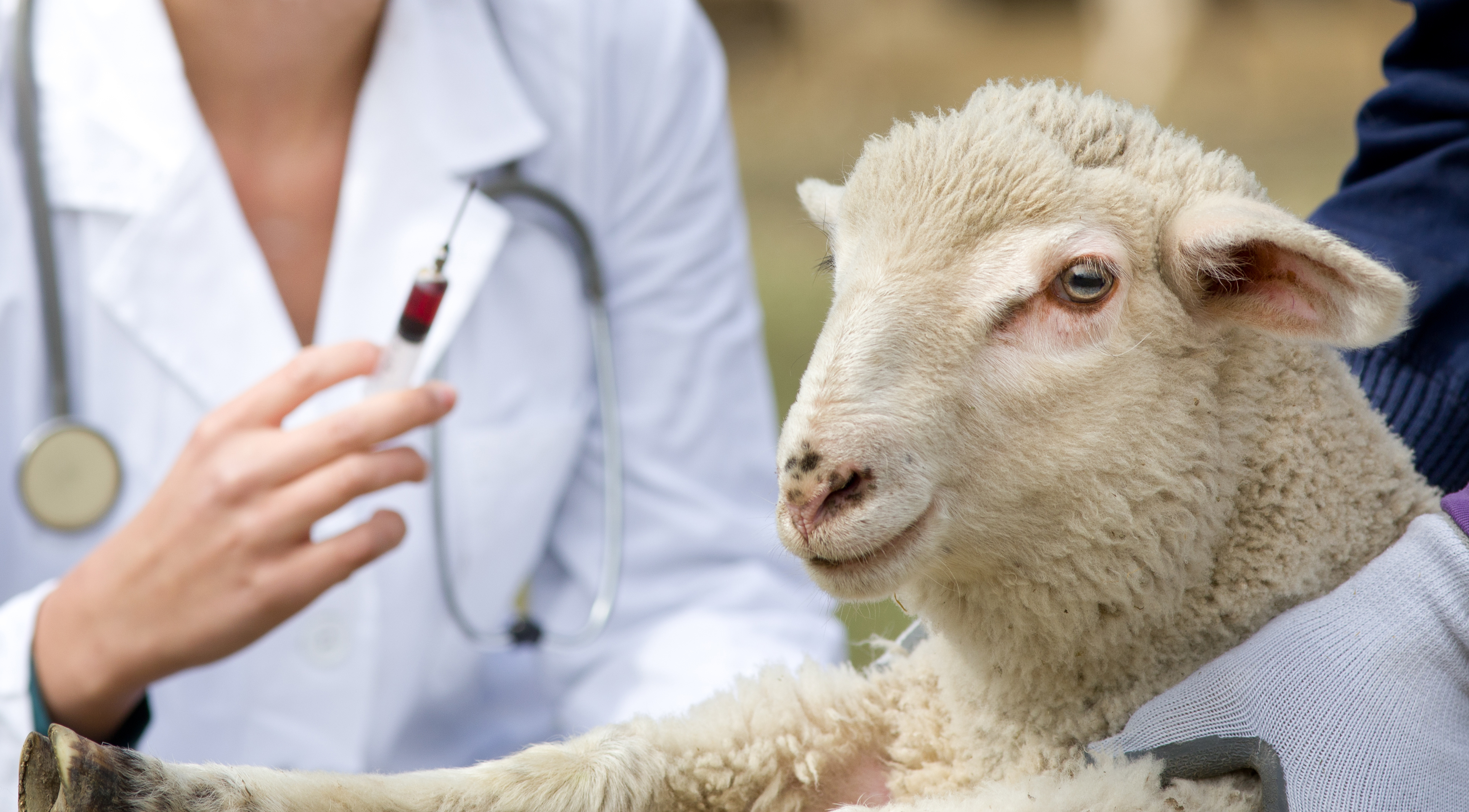Sheep & Goat Vaccinations