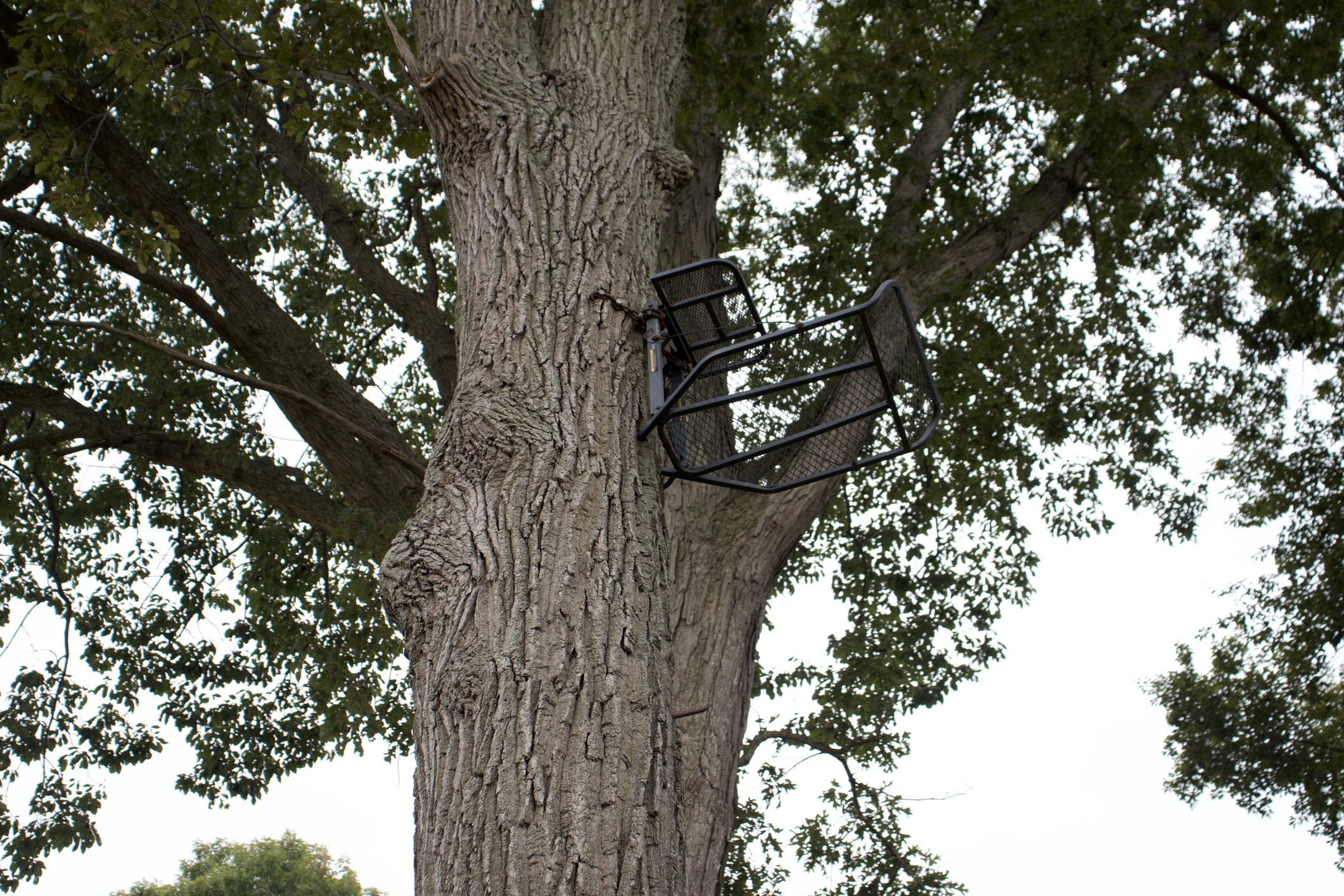 Tree Stands & Accessories