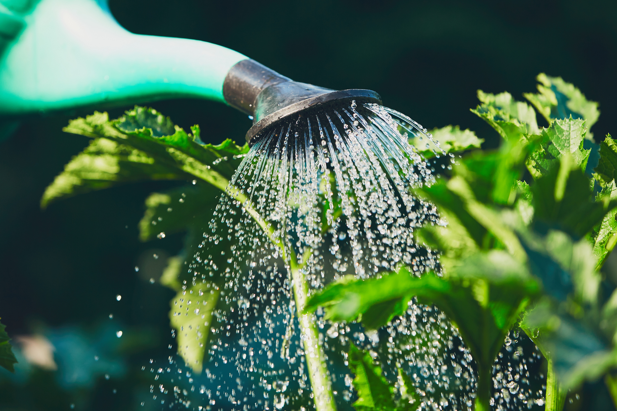 Watering & Irrigation Accessories